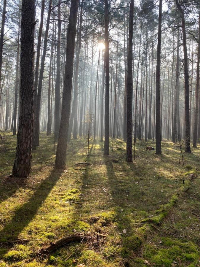 Ferienhaus Im Wald Borkwalde Εξωτερικό φωτογραφία